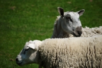 Picture of Bluefaced Leicester and Texel rams