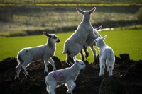 Picture of Bluefaced Leicester and Texel cross bred lambs