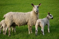Picture of Bluefaced Leicester ewe and lambs