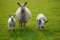 Picture of Bluefaced Leicester ewe and lambs