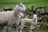 Picture of Bluefaced Leicester ewe and lambs near wall