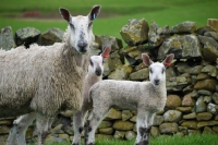 Picture of Bluefaced Leicester ewe and lambs, near wall