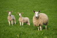 Picture of Bluefaced Leicester ewe and lambs