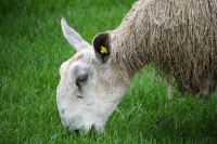 Picture of Bluefaced Leicester ewe grazing