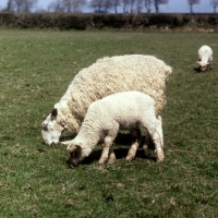 Picture of bluefaced leicester ewe grazing with lamb
