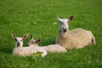 Picture of Bluefaced Leicester ewe with her lambs