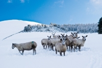 Picture of Bluefaced Leicester ewes in snow