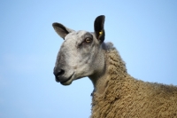 Picture of Bluefaced Leicester ewe