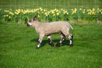 Picture of Bluefaced Leicester lamb in spring