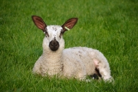 Picture of Bluefaced Leicester lamb lying on grass