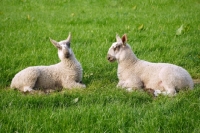 Picture of Bluefaced Leicester lambs in field