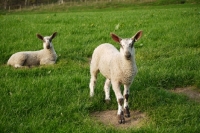 Picture of Bluefaced Leicester lambs on grass