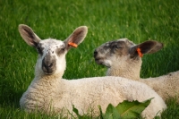 Picture of Bluefaced Leicester lambs