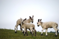 Picture of Bluefaced Leicester lambs