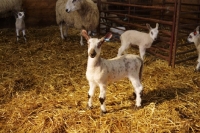 Picture of Bluefaced Leicester lamb