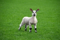 Picture of Bluefaced Leicester lamb