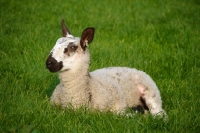 Picture of Bluefaced Leicester lamb