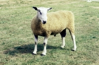 Picture of bluefaced leicester ram, 