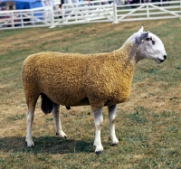Picture of bluefaced leicester ram