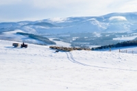 Picture of Bluefaced leicester, Scottish blackface and Scottish Mules in winter