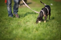 Picture of bluetick coonhound smelling the ground while on a leash near owner