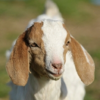 Picture of Boer goat kid