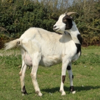 Picture of Boer goat nanny