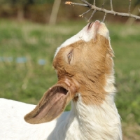 Picture of Boer Goat nibbling at branch