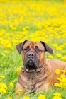 Picture of boerboel (best in show) amongst flowers