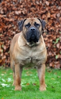 Picture of Boerboel, front view