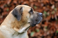 Picture of Boerboel in autumn