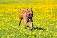 Picture of boerboel in full speed