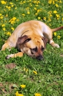 Picture of Boerboel lying head down