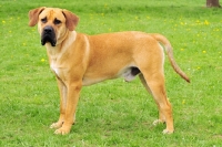 Picture of boerboel on grass