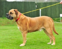 Picture of Boerboel on lead