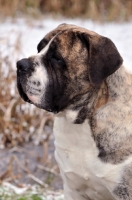 Picture of Boerboel portrait