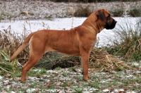 Picture of Boerboel, posed