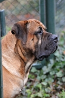 Picture of Boerboel profile shot