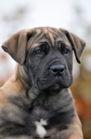 Picture of Boerboel pup