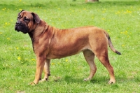 Picture of Boerboel side view