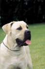 Picture of Boerboel