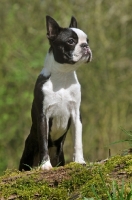 Picture of bold Boston Terrier