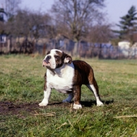 Picture of bold looking bulldog
