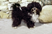 Picture of bolonka zwetna, small russian toy dog
