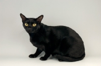 Picture of bombay cat crouching on grey background