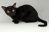 Picture of bombay cat crouching