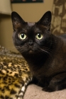 Picture of Bombay cat looking at camera