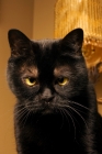 Picture of bombay cat looking crossed