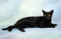 Picture of bombay cat lying down on pastel background