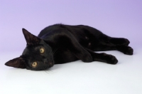 Picture of bombay cat lying down on purple background